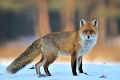 Lis - Red fox - Vulpes vulpes